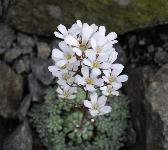Saxifraga cochlearis 'Minor'